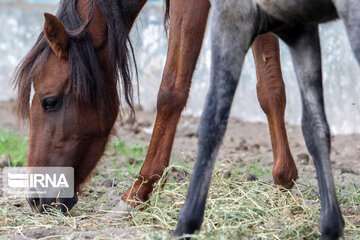 Caspian horse