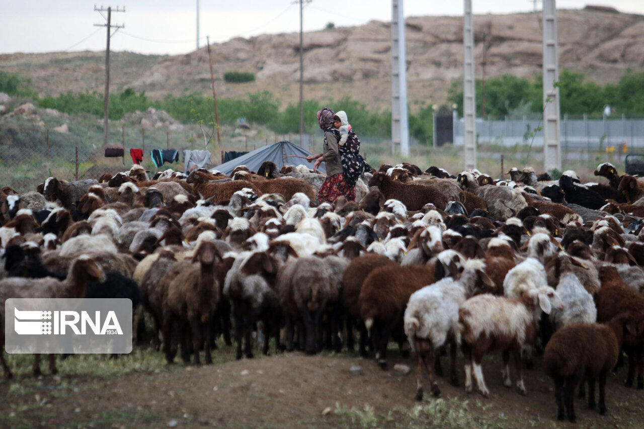 عشایر در ۵۵ سامان عرفی همدان مستقر شدند