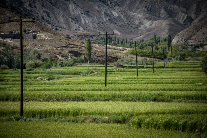 کشت پلکانی شالی در ارتفاعات استان گلستان