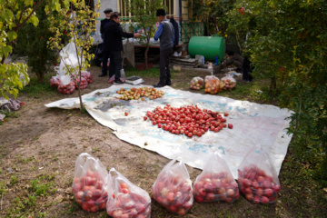 جشنواره انار روستای نمهیل