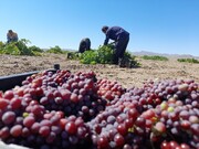 برداشت انگور یاقوتی در سیستان و بلوچستان آغاز شد