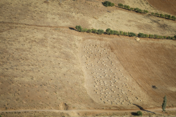 Traditional wheat harvest in western Iran