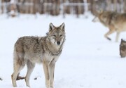 سرما و شکارچیان سودجو، تهدید حیات وحش گلستان