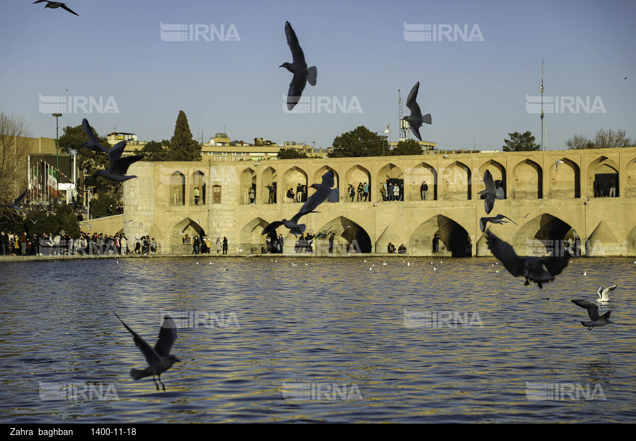 میزبانی زاینده رود از پرندگان مهاجر