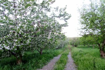 شکوفه باران باغات گیلاس اشنویه