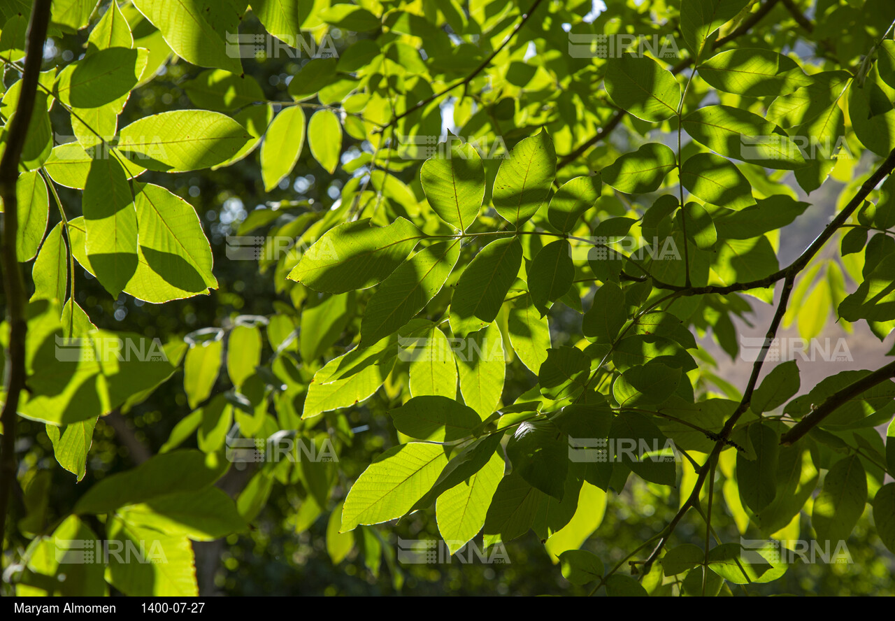 گردو تکانی در حاشیه زاینده رود