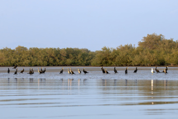 «خور تیاب» زیستگاه پرندگان مهاجر