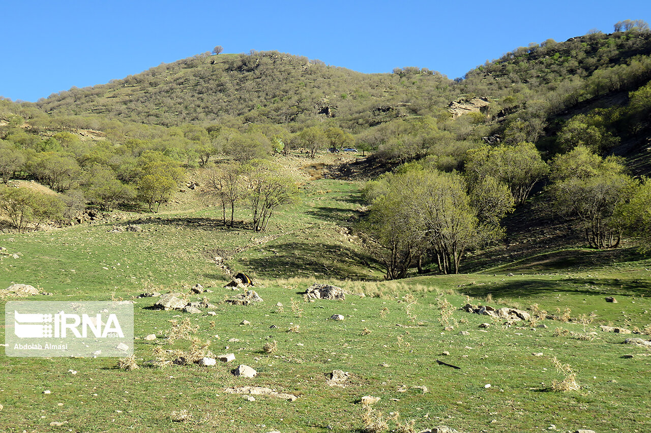 ۷۷ هزار هکتار ذخیره گاه جنگلی در لرستان شناسایی شد