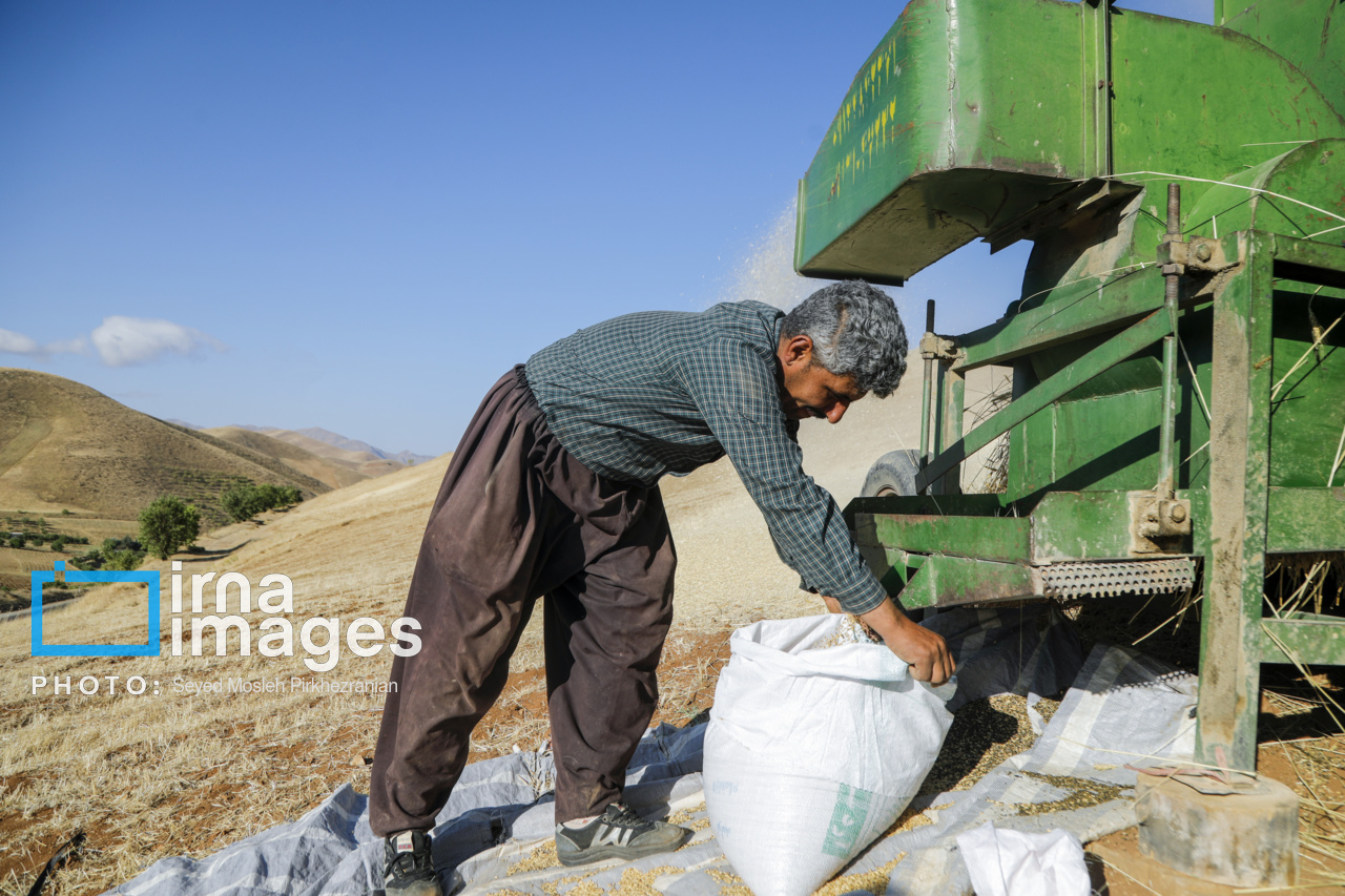 بیش از ۹ هزار میلیارد ریال از مطالبات گندمکاران زنجانی پرداخت شد