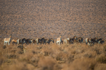 گور ایرانی