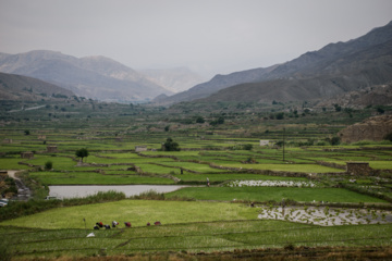 Terraced cultivation of rice in northern Iran