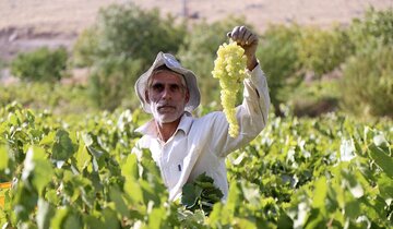 کاهش ۵۰ درصدی برداشت انگور در خراسان‌شمالی پیش‌بینی شد