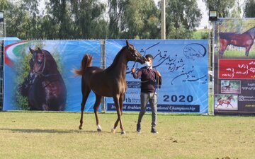 بیست و نهمین جشنواره قهرمانی زیبایی اسب اصیل ایرانی در گتوند