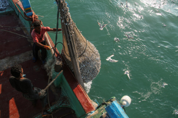 Pesca de camarones y peces en el Golfo Pérsico