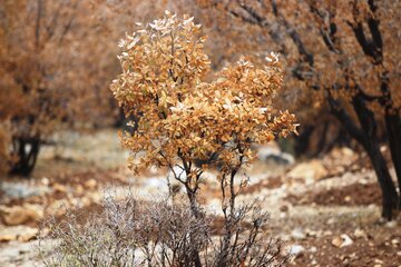 طبیعت پائیزی کوهستان