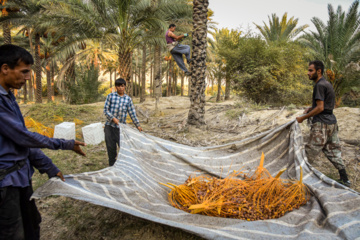 برداشت خرمای زاهدی