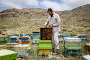 Bee  Breeding