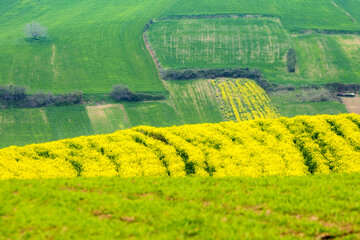 بهار در مازندران