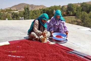 سماق سردشت روانه بازار شد