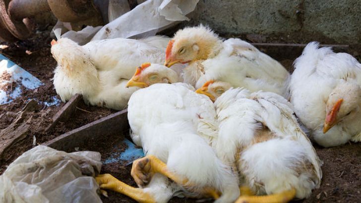 تلفات ۲۰ درصدی  در مرغداری‌های خوزستان به دلیل آنفلوآنزای مرغی