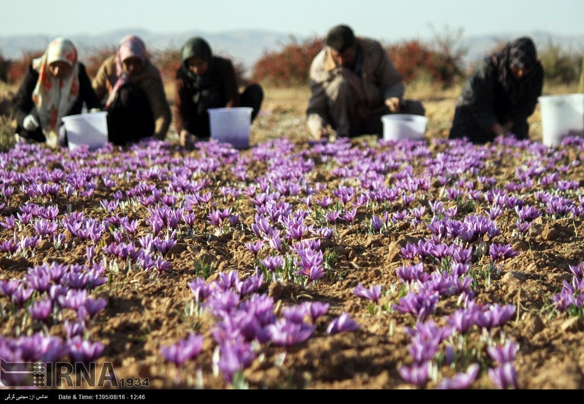 ورود کمیسیون اصل ۹۰ و تعاون روستایی به ماجرای ۴۶ تن زعفران خرید توافقی