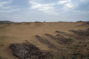 مالچ پاشی در خوزستان