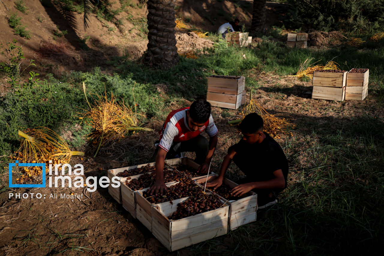 ۴۰ هزار تن محصولات کشاورزی از خرمشهر صادر شد