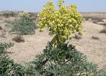 میزان برداشت گیاهان دارویی در کهگیلویه و بویراحمد ۲ برابر شد