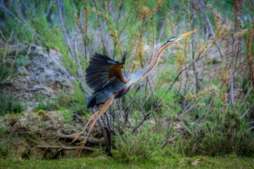 Birdwatching in Iran