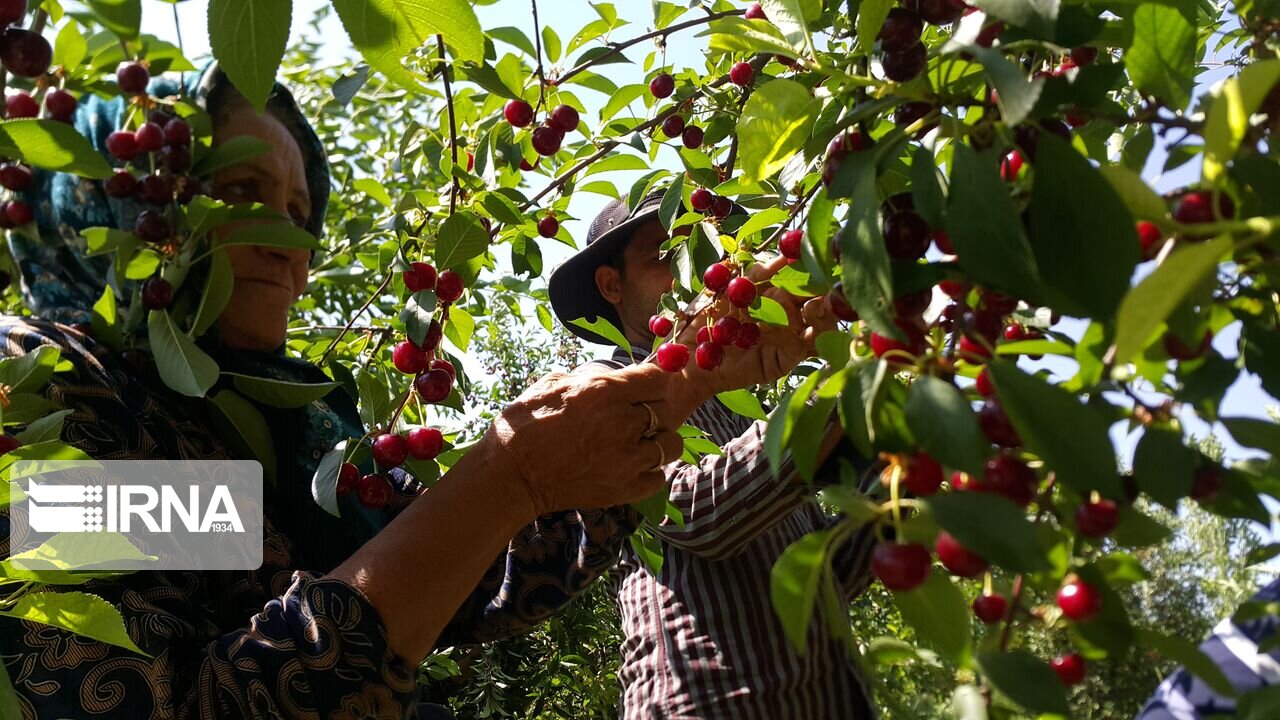 حمایت جهادکشاورزی ملایر از سرمایه گذاری برای ایجاد صنایع تبدیلی آلبالو