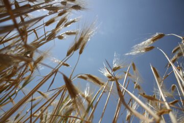 مزارع گندم وجو در سمنان