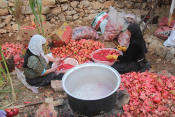 برداشت انار از باغات کردستان