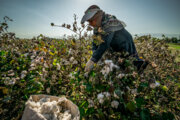 Oldest cotton refining plant in Iran