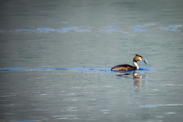 World Migratory Bird Day