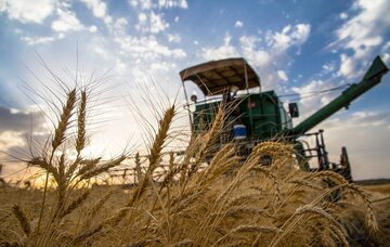 بیش از ۱۳ هزار و ۹۰۶ میلیارد ریال مطالبه گندمکاران کردستانی پرداخت شد