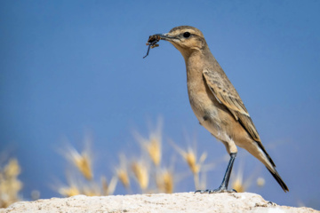 World Migratory Bird Day