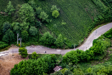 Lahijan tea