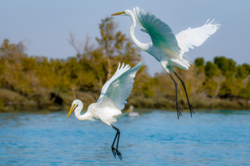 Zone humide de Khor Azini (Sirik) : une richesse de biodiversité au sud de l’Iran