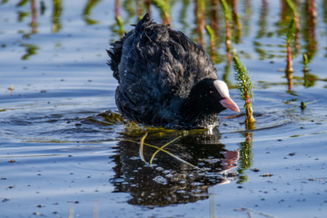 World Migratory Bird Day