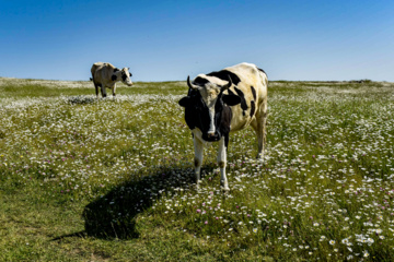 Balades et randonnées en pleine nature dans le nord de l’Iran 