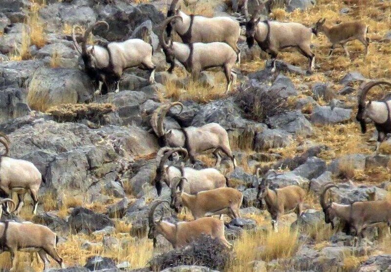 منطقه حفاظت شده دنا به دوربین ها و حسگرهای جدید هشدار دهنده تجهیز شد