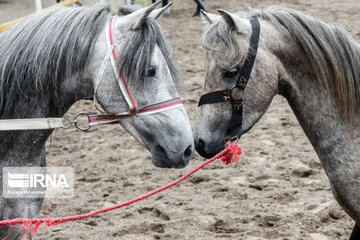 Caspian horse