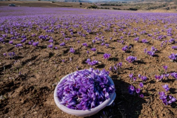 Cosecha de azafrán en el norte de Irán