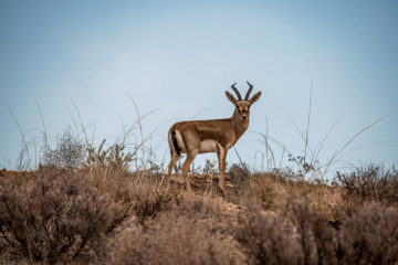 Iranian goitered gazelle