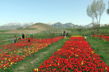 مزرعه گل های لاله در روستای اسپره خون