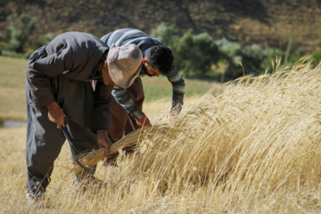 Traditional wheat harvest in western Iran