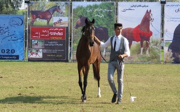 بیست و نهمین جشنواره قهرمانی زیبایی اسب اصیل ایرانی در گتوند