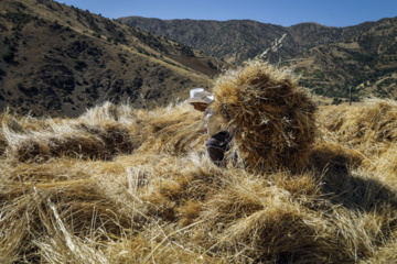 Traditional wheat harvest in western Iran