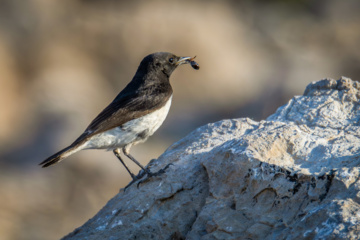 Isabelline Wheatear