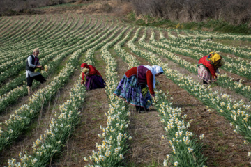 برداشت گل نرگس در مزارع روستای شیر آباد گلستان